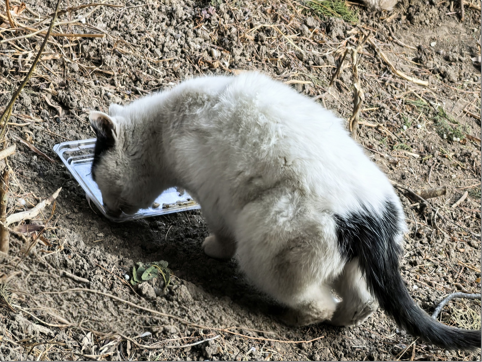 IMG_20260124_152858_edit_486966406549652